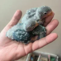 کوتوله سرلاکی|پرنده|بیرجند, |دیوار