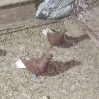 ۴عدد کبوتر ماده سالم وپرشی تخمی