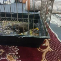جوجه مینا|پرنده|مشکین‌دشت, |دیوار