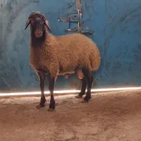 بره نر هترو