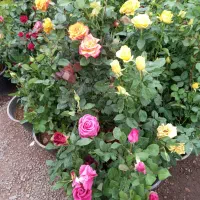 باغبانی کاشت گل وگیاه آپارتمانی
