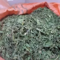 برگ کاسنی خشک