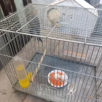 عروس هلندی مولد|پرنده|نورآباد, |دیوار