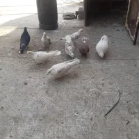 کبوتر|پرنده|بومهن, |دیوار