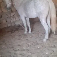 مادیان قاطر آبستن ۷ساله|اسب و تجهیزات اسبسواری|ملکشاهی, |دیوار