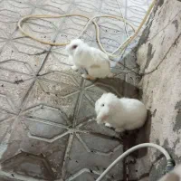 جفت خرگوش لوپ|موش و خرگوش|مشهد, توس (بلوار توس)|دیوار