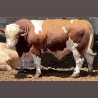 ماده گاو