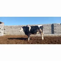 فروش دوتا تلیسه  ابستن