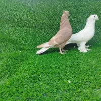 کبوتر