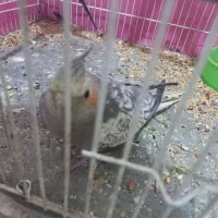 عروس هلندی معاوظه|پرنده|بردسکن, |دیوار