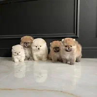 واگذاری توله سگ خرسی تیکاپ|سگ|شیراز, فرهنگ شهر|دیوار