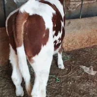 گوساله نر سیمیتال|حیوانات مزرعه|بکتاش, |دیوار