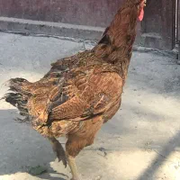 خروس و مرغ محلی / رسمی و اردک باغستان شهریار|حیوانات مزرعه|شهریار, شهریار|دیوار