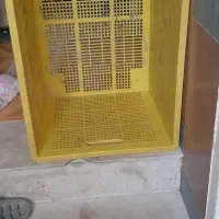 سبدبزرگ جنس درجه ۱