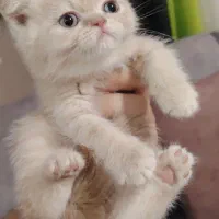 بیریتیش گلد جهت واگزاری