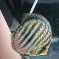 ماهی دیسکس|ماهی|تهران, اقدسیه|دیوار