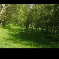 2قطعه-زمین-باغی-در-کنجینه-و-دینگله-کهریز