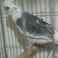 فروش انواع طوطی  عروس هلندی از نژاد های مختلف|پرنده|قروه, |دیوار