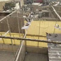 کبوتر|پرنده|تهران, افسریه جنوبی|دیوار