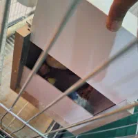 جفت عروس هلند