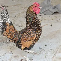 مرغ و خروس سیبرایت|حیوانات مزرعه|اردبیل, |دیوار