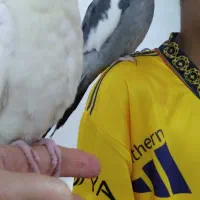 دوعدد عروس اهلی سخن گو