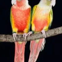 طوطی گرینچیک ردچیک مونچیک سانچیک