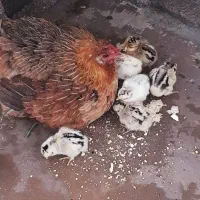 مرغ با جوجه / خروس محلی کاملا سالم و جوان (باشت)|حیوانات مزرعه|باشت, |دیوار