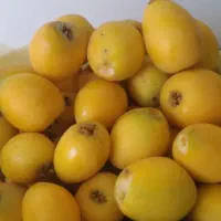 فروش-باغ
