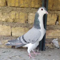 کبوتر دمگیر