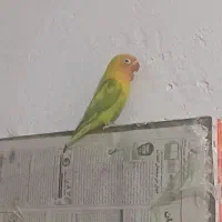 قناری طوطی برزیلی