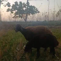 گوسفند بره مار درشت کردستانی دوباره ابست|حیوانات مزرعه|گرگان, |دیوار