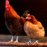 یک عدد مرغ و ۳عدد خروس ۶۰ روزه