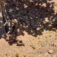 نیازمند دونفر کارگر بلوچ  جهت جمع کردن انجیر خشک|استخدام صنعتی، فنی، مهندسی|شیراز, شهرک مدرس|دیوار