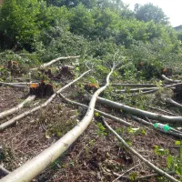 علف تراشی هرس درخت برش چوب کاشت نهال