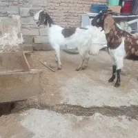 2عدد بز|حیوانات مزرعه|بناب, |دیوار