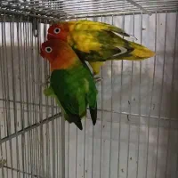 کوتوله جفت مولداوپلاین پایداوپلاین گرین باتخم جوجه