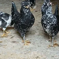 تخم مرغ گلین|حیوانات مزرعه|کازرون, |دیوار