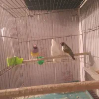 فنچ گلدین|پرنده|قم, شهرک توانیر|دیوار