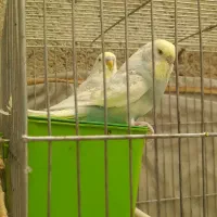 مرغ عشق مولد انگلیسی