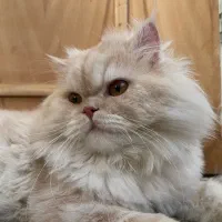 پرشین ناز