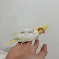 عروس هلندی جوجه