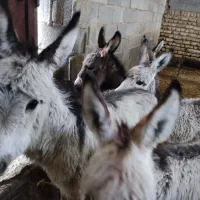 شیر الاغ|حیوانات مزرعه|مرودشت, رودبال|دیوار