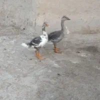 دو عدد غاز نر ماده سالم هستن