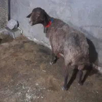 میش افشاری حامله دقلوزا مخصوص داشت