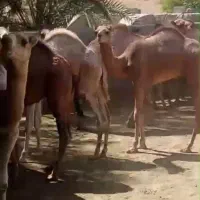 70نفر شتر