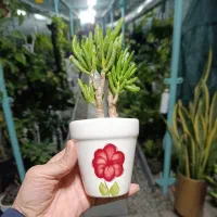 گل و گلدان|گل و گیاه طبیعی|رباط‌کریم, شهرک درخشان|دیوار