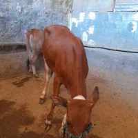 گوشت بره و گوساله محلی و بزغاله|خوردنی و آشامیدنی|روانسر, |دیوار