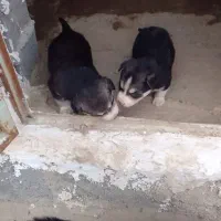 سگ هاسکی|سگ|کیلان, |دیوار