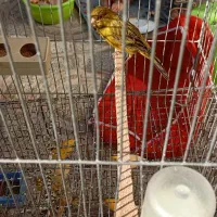 پرنده|پرنده|پیر بکران, |دیوار